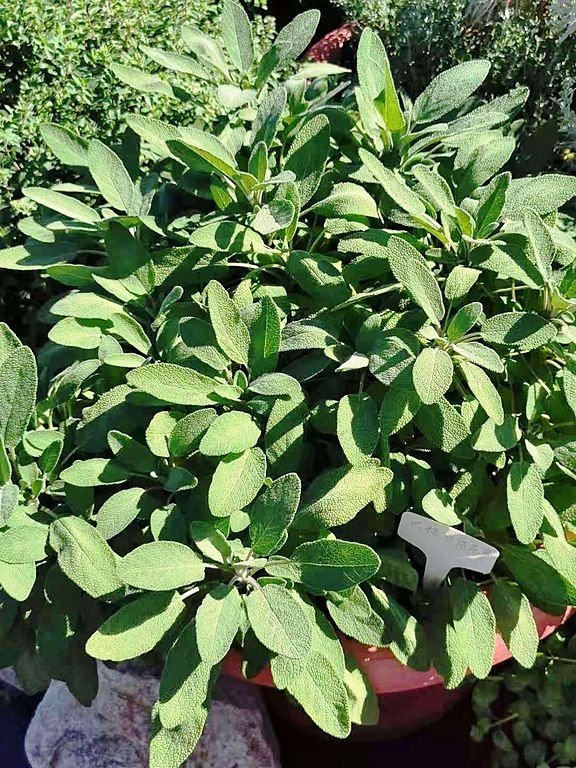 Onde plantar Salva 'Berggarten' (Salvia officinalis 'Berggarten')_2