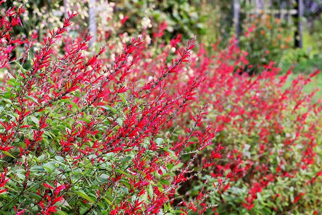 Salva-ananás (Salvia elegans)