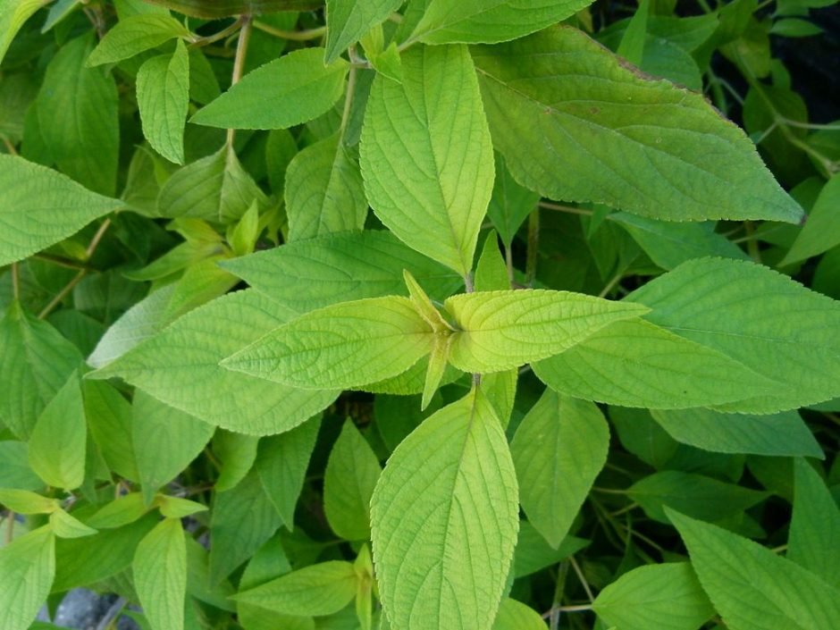 Como plantar Salva-ananás (Salvia elegans)_1