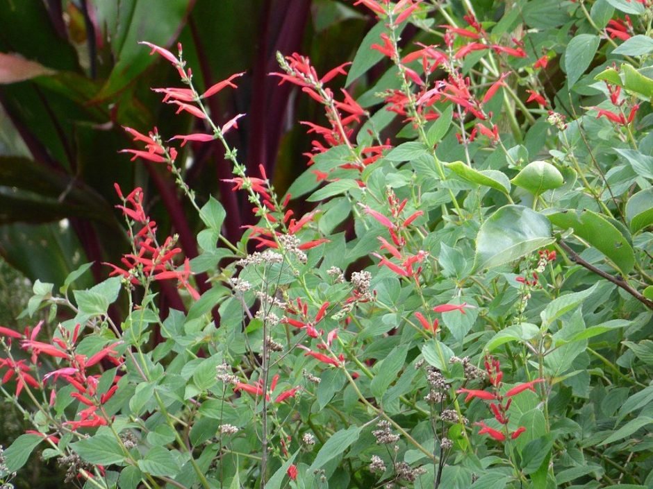 Onde plantar Salva-ananás (Salvia elegans)_2