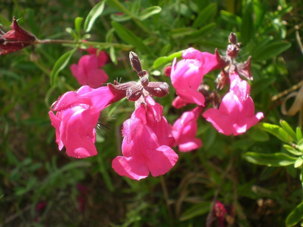 Salva de outono (Salvia greggii)