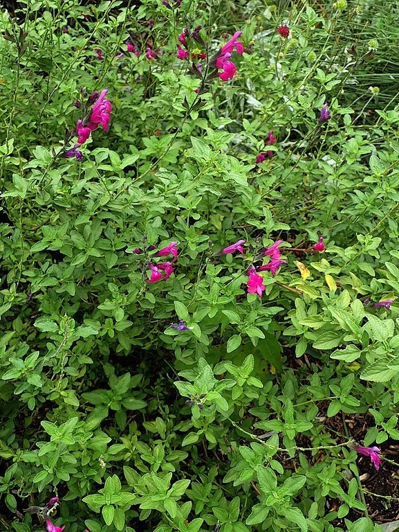 Como plantar Salva de outono (Salvia greggii)_1
