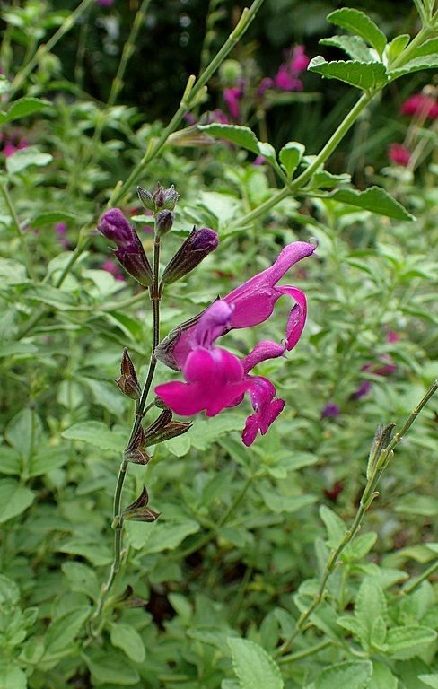 Onde plantar Salva de outono (Salvia greggii)_2