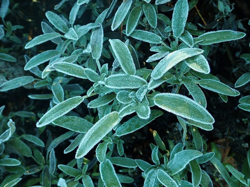 Salva folha-de-lavanda (Salvia lavandulifolia)