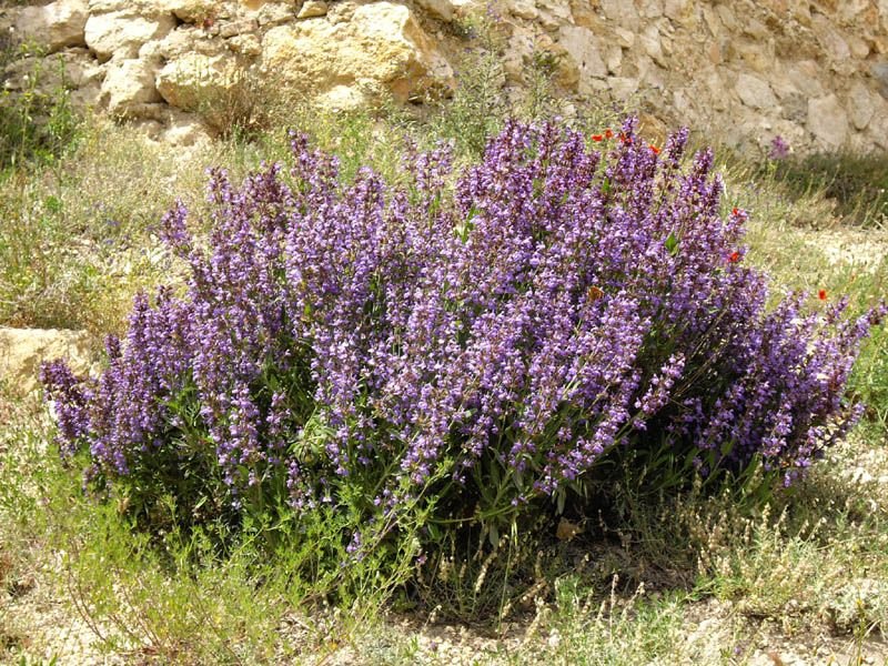 Como plantar Salva folha-de-lavanda (Salvia lavandulifolia)_1