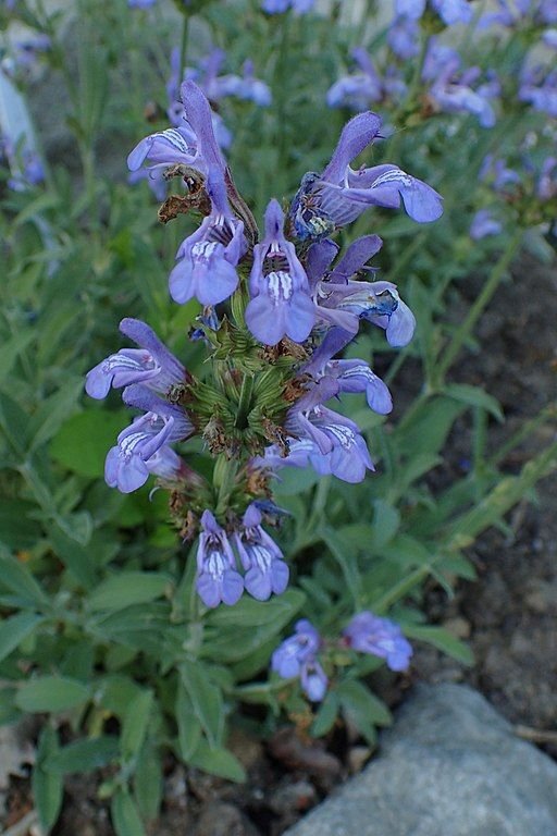 Onde plantar Salva folha-de-lavanda (Salvia lavandulifolia)_2