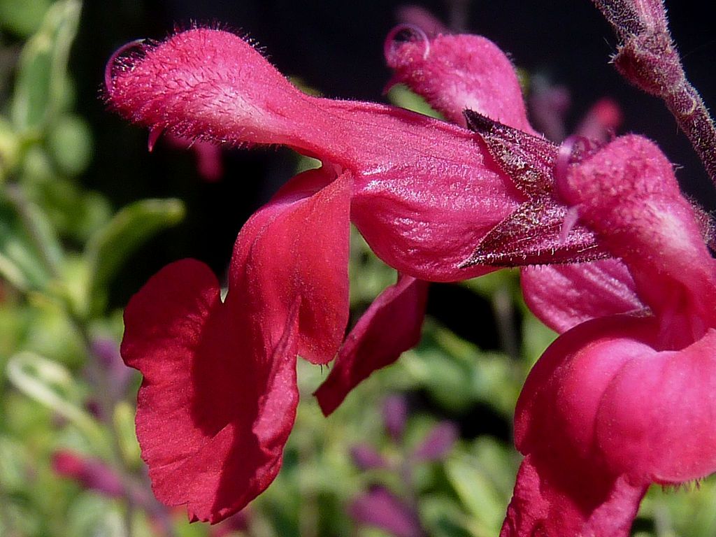 Sálvia 'Desert Blaze' (Salvia greggii 'Desert Blaze')