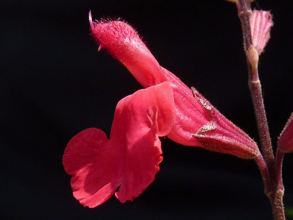 Como plantar Sálvia 'Desert Blaze' (Salvia greggii 'Desert Blaze')_1