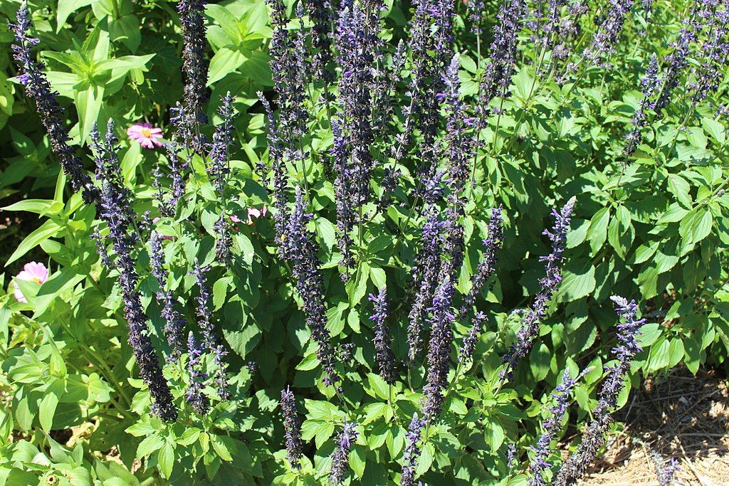 Sálvia Mystic Spires Blue 'Balsalmisp' (Salvia Mystic Spires Blue 'Balsalmisp')