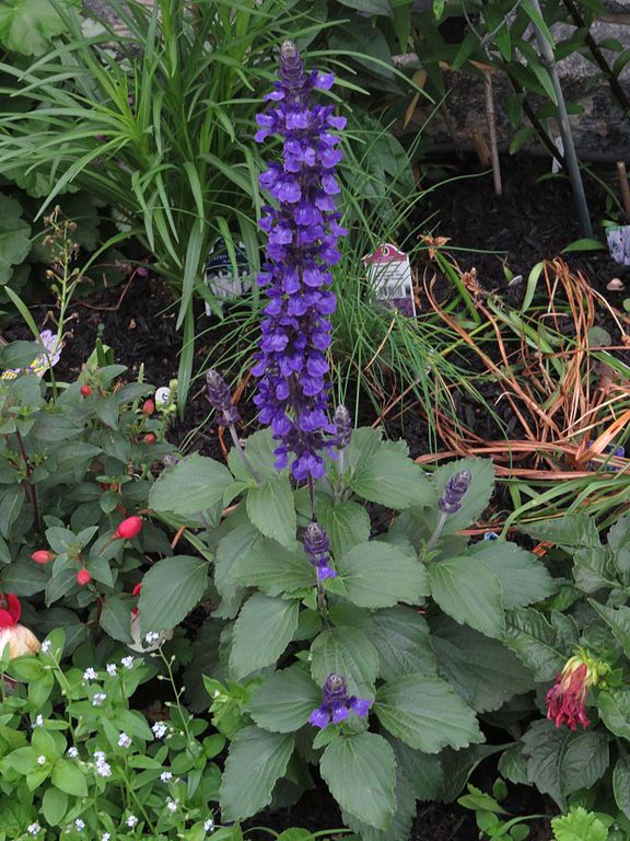 Como plantar Sálvia Mystic Spires Blue 'Balsalmisp' (Salvia Mystic Spires Blue 'Balsalmisp')_1