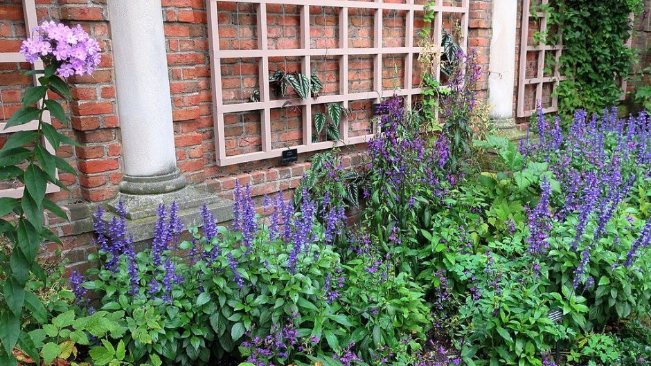 Onde plantar Sálvia Mystic Spires Blue 'Balsalmisp' (Salvia Mystic Spires Blue 'Balsalmisp')_2