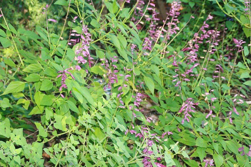Sálvia 'Van-houttei' (Salvia splendens 'Van-houttei')