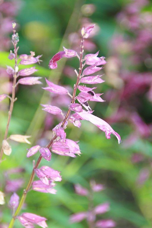 Como plantar Sálvia 'Van-houttei' (Salvia splendens 'Van-houttei')_1