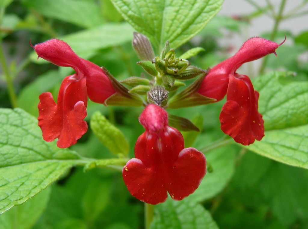 Sálvia bebé (Salvia microphylla)