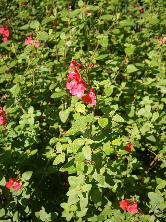 Como plantar Sálvia bebé (Salvia microphylla)_1
