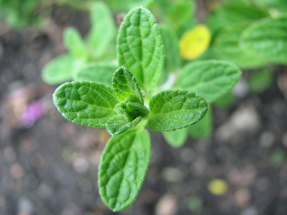 Onde plantar Sálvia bebé (Salvia microphylla)_2