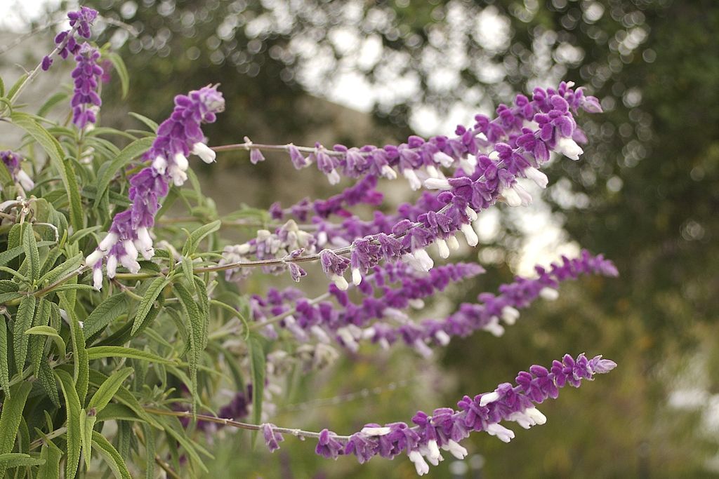 Sálvia-bicolor (Salvia leucantha)