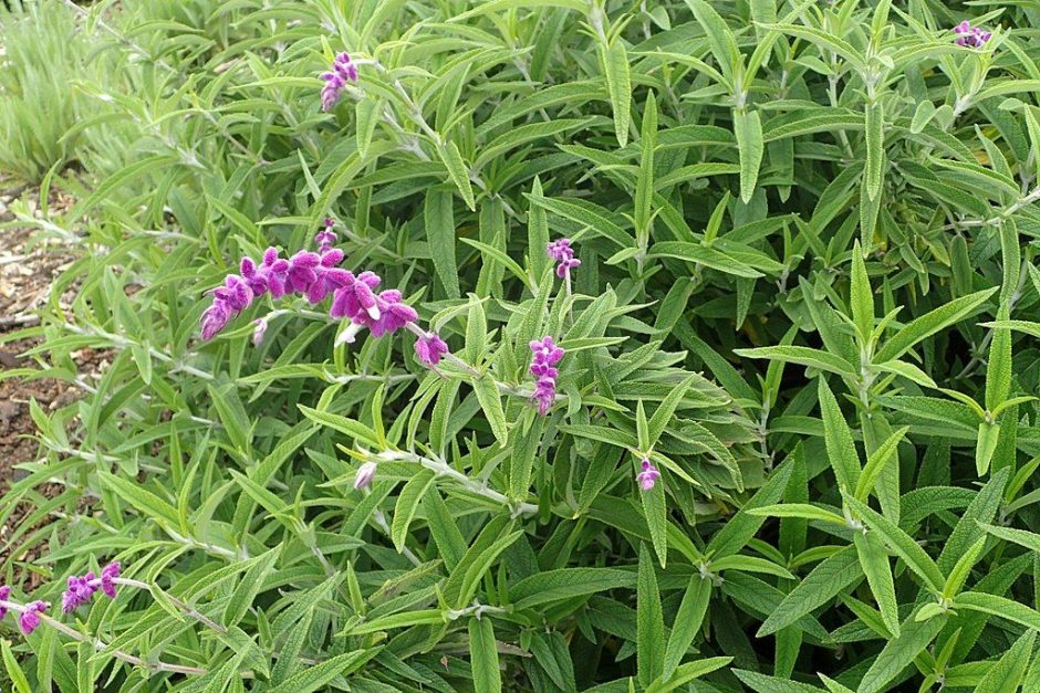 Como plantar Sálvia-bicolor (Salvia leucantha)_1