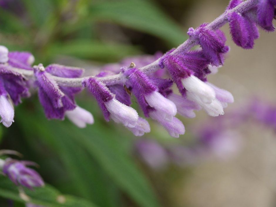 Onde plantar Sálvia-bicolor (Salvia leucantha)_2
