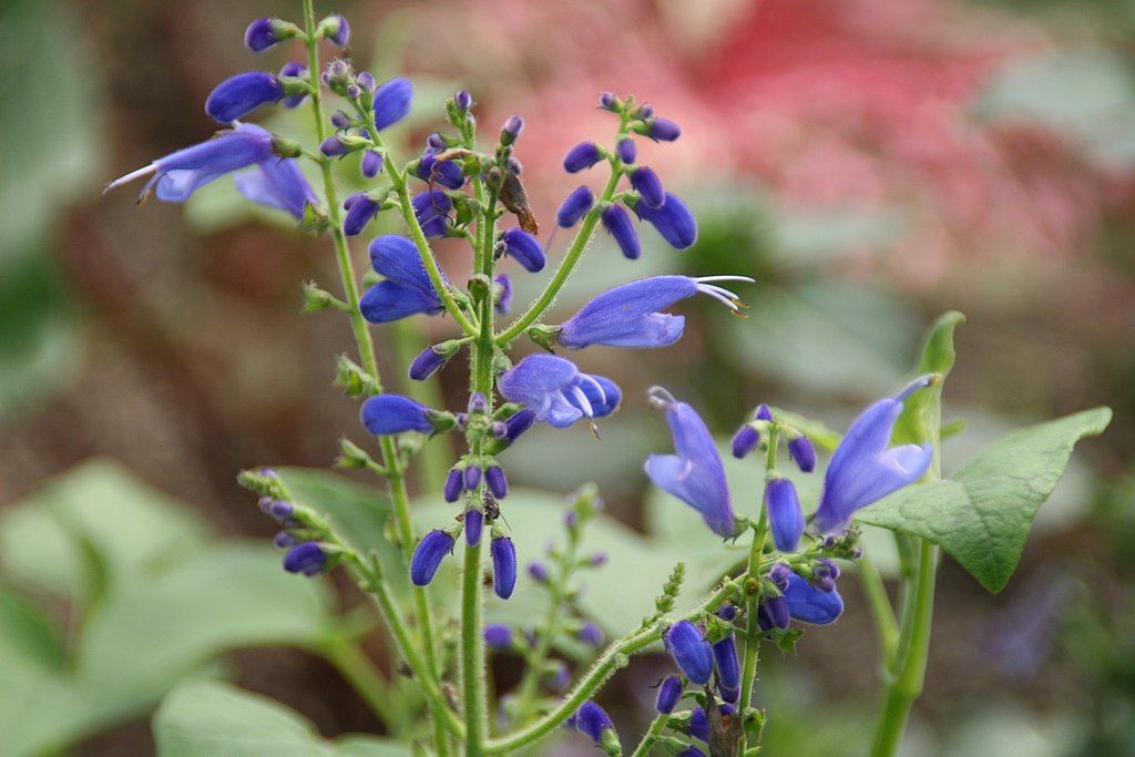 Sálvia da Guatemala (Salvia cacaliifolia)