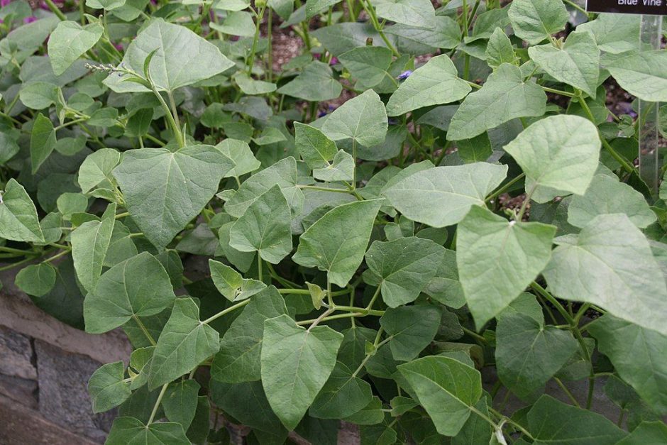 Como plantar Sálvia da Guatemala (Salvia cacaliifolia)_1