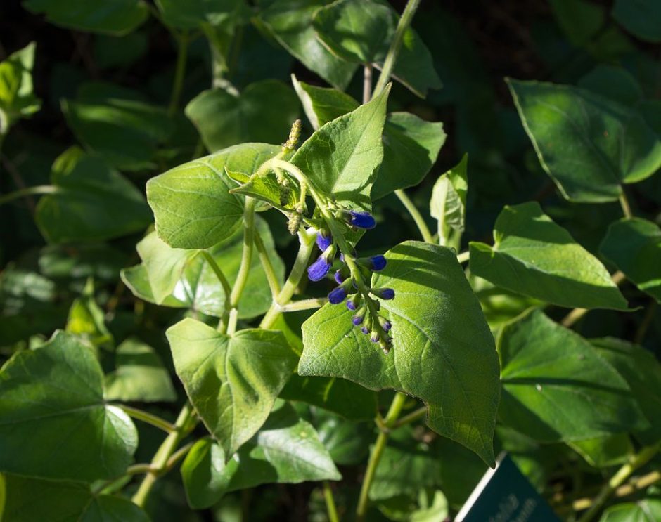 Onde plantar Sálvia da Guatemala (Salvia cacaliifolia)_2