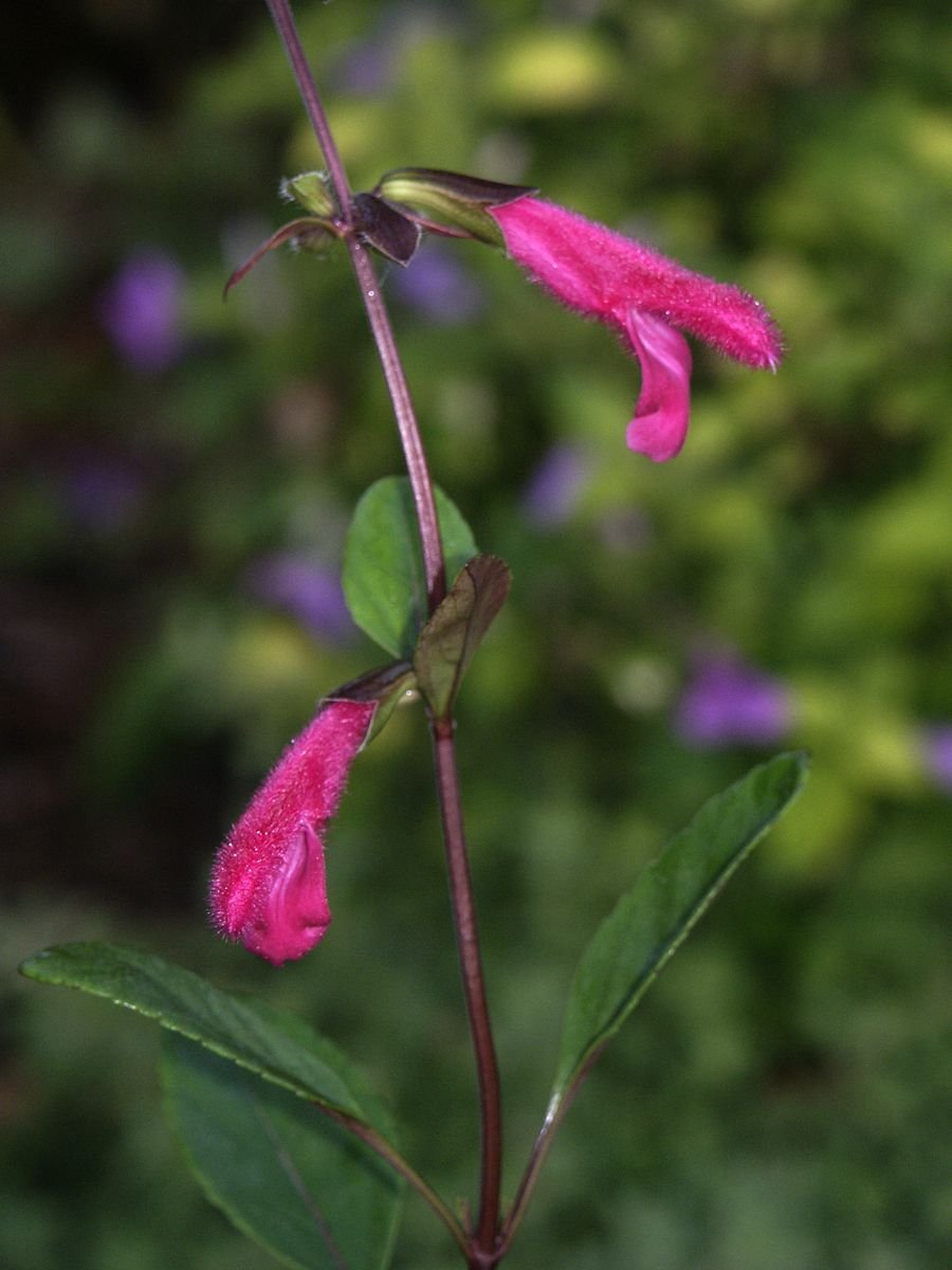 Sálvia de Buchanan (Salvia buchananii)