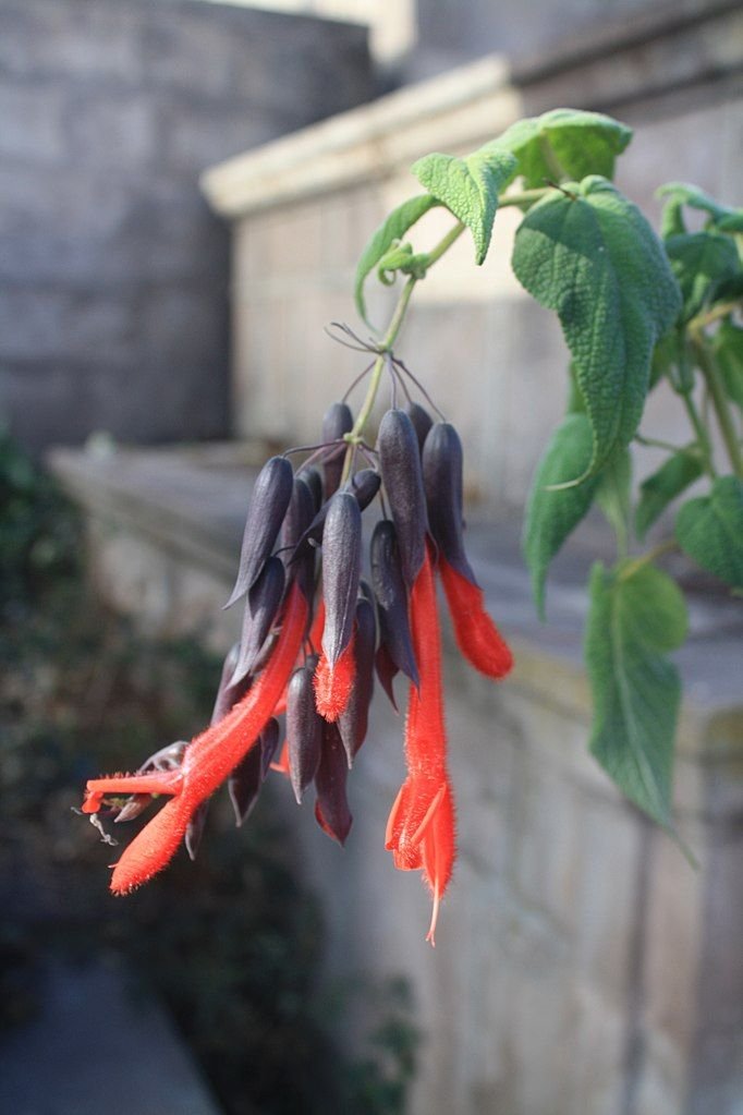 Sálvia gigante boliviana (Salvia dombeyi)