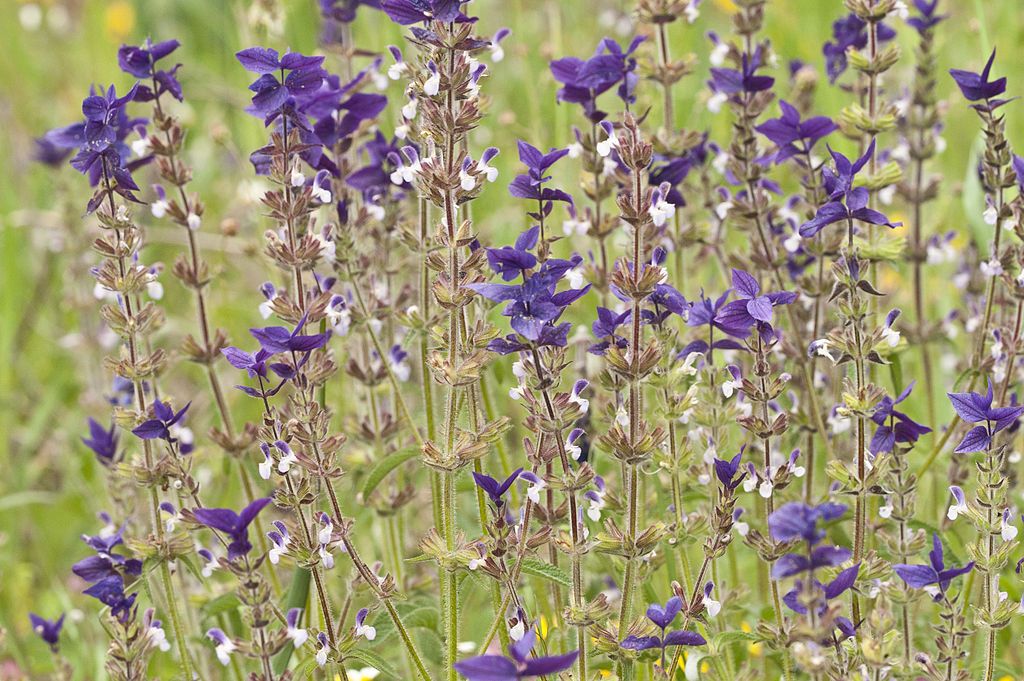 Sálvia pintada (Salvia viridis)