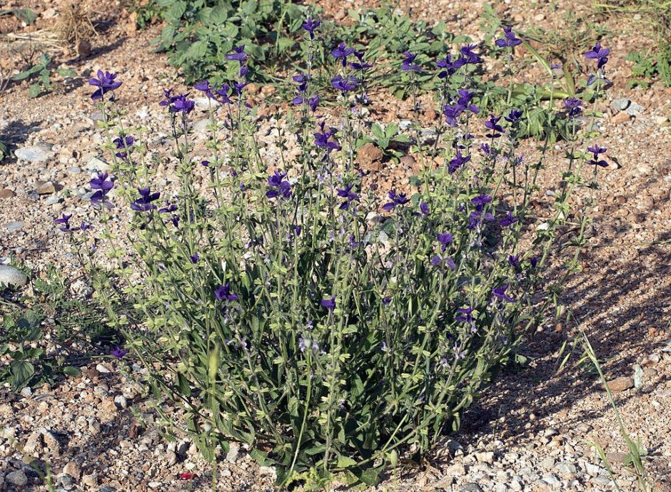Como plantar Sálvia pintada (Salvia viridis)_1
