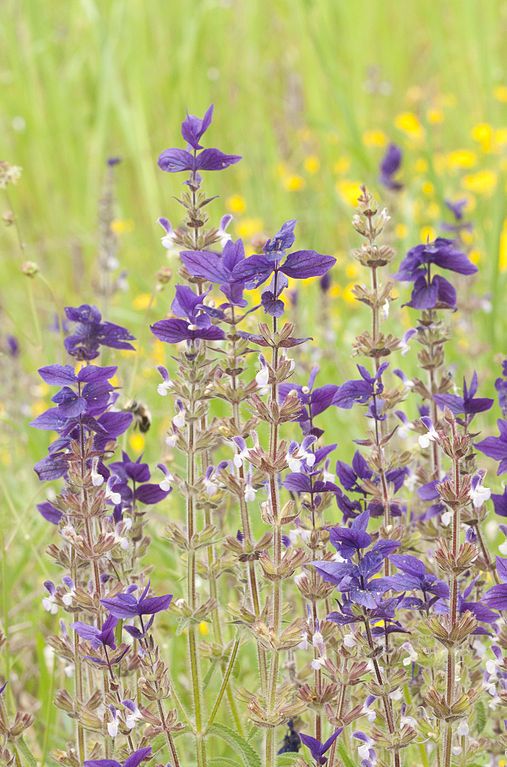 Onde plantar Sálvia pintada (Salvia viridis)_2