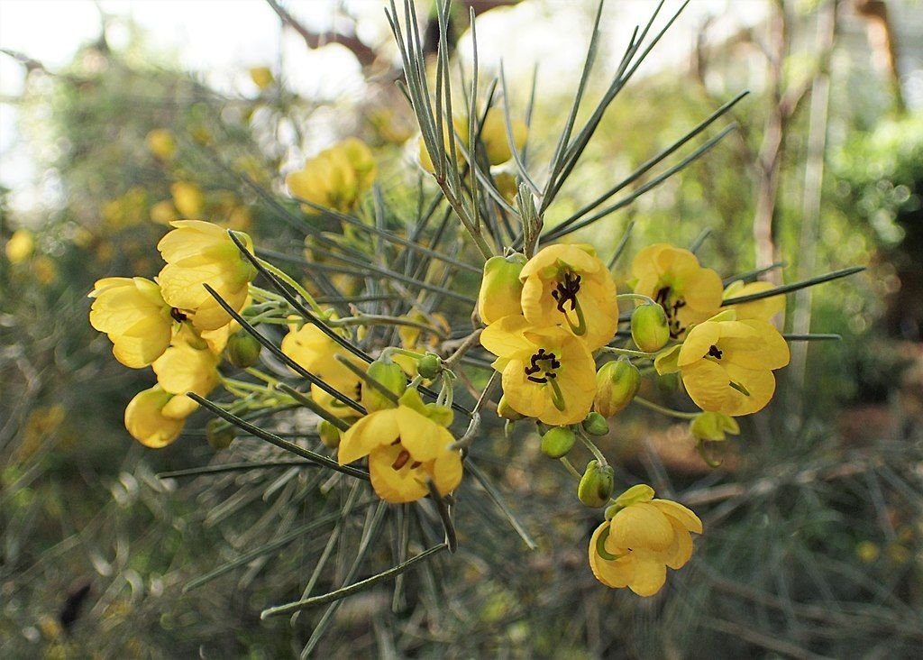 Senna artemisioides (Senna artemisioides)