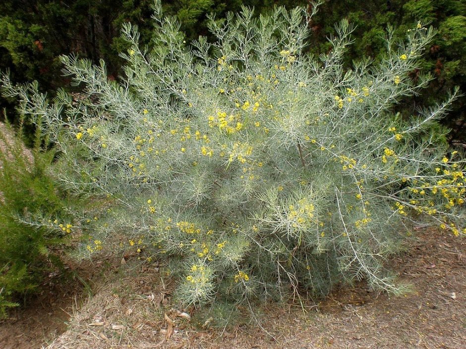 Como plantar Senna artemisioides (Senna artemisioides)_1