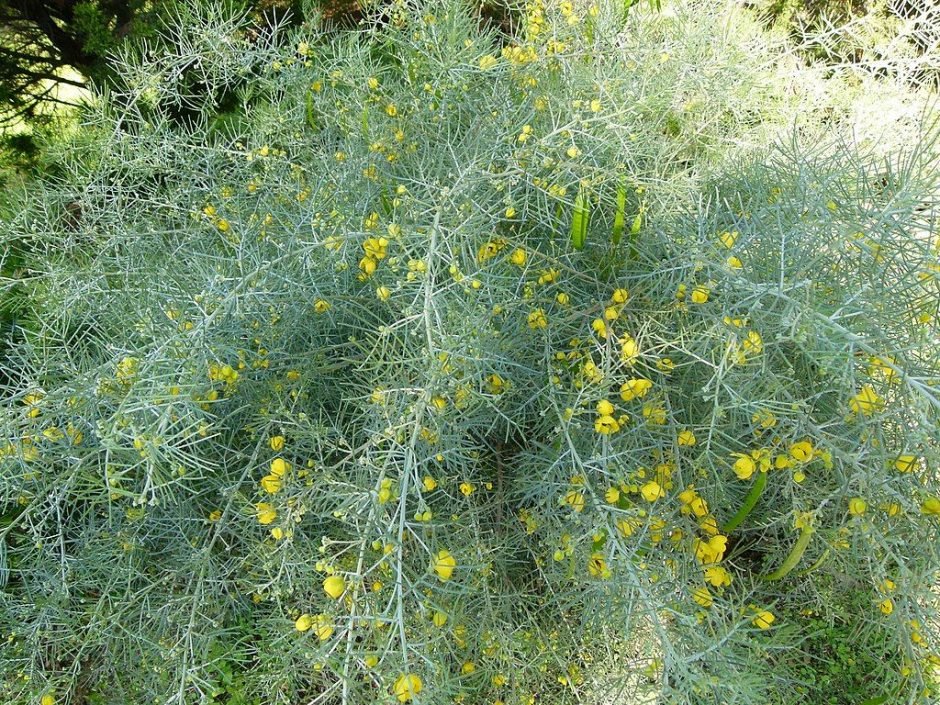 Onde plantar Senna artemisioides (Senna artemisioides)_2