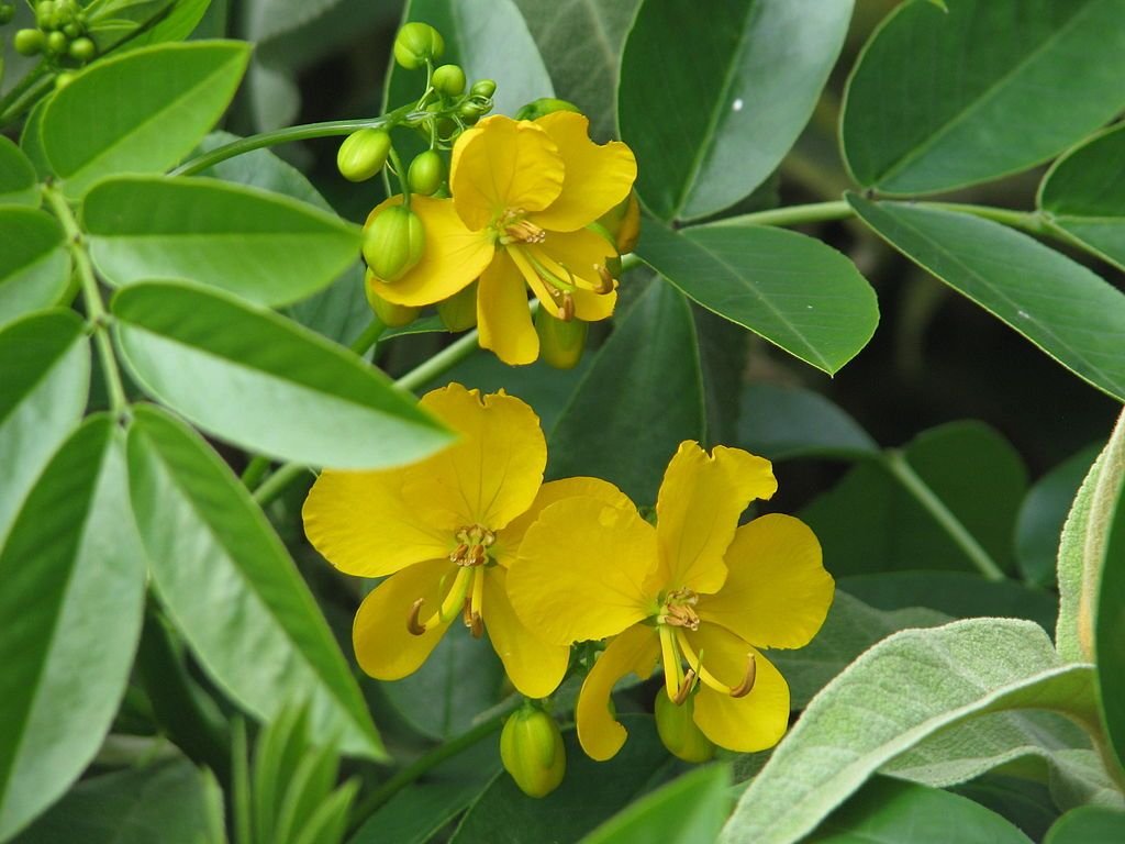 Senna florido (Senna corymbosa)