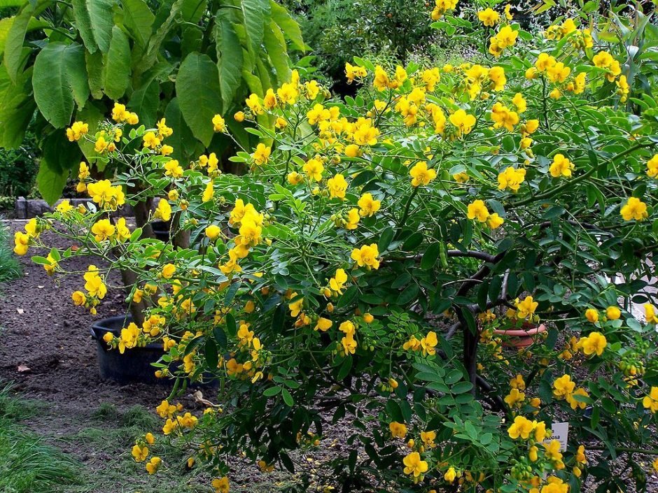 Como plantar Senna florido (Senna corymbosa)_1