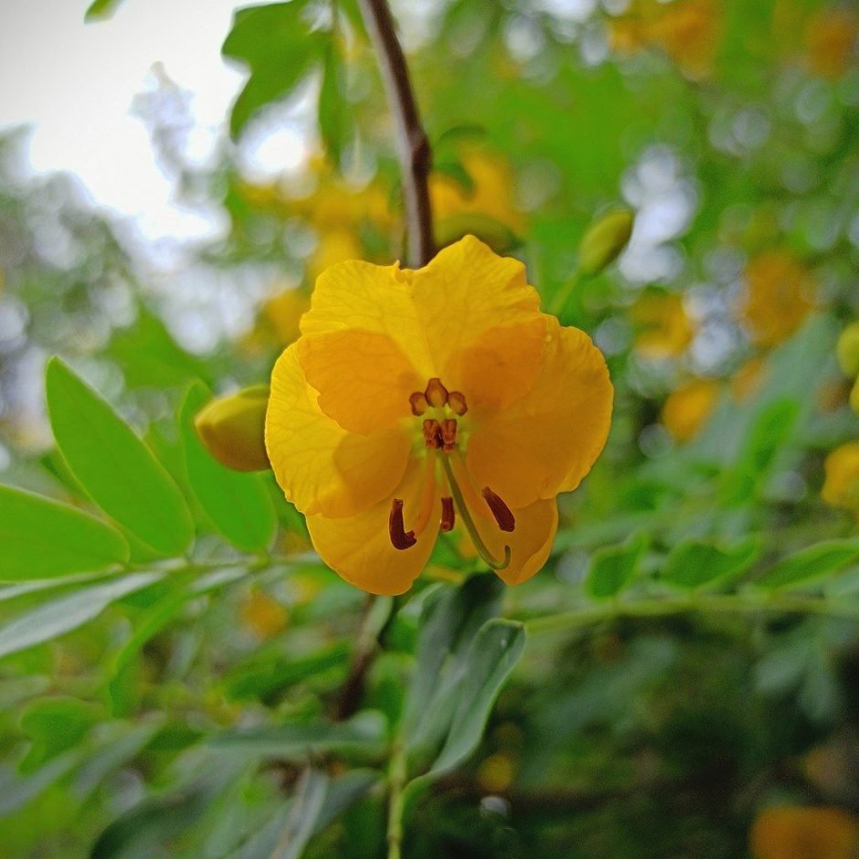 Onde plantar Senna florido (Senna corymbosa)_2