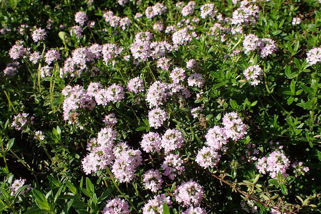 Serpilho (Thymus pulegioides)