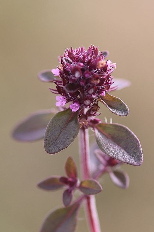 Como plantar Serpilho (Thymus pulegioides)_1