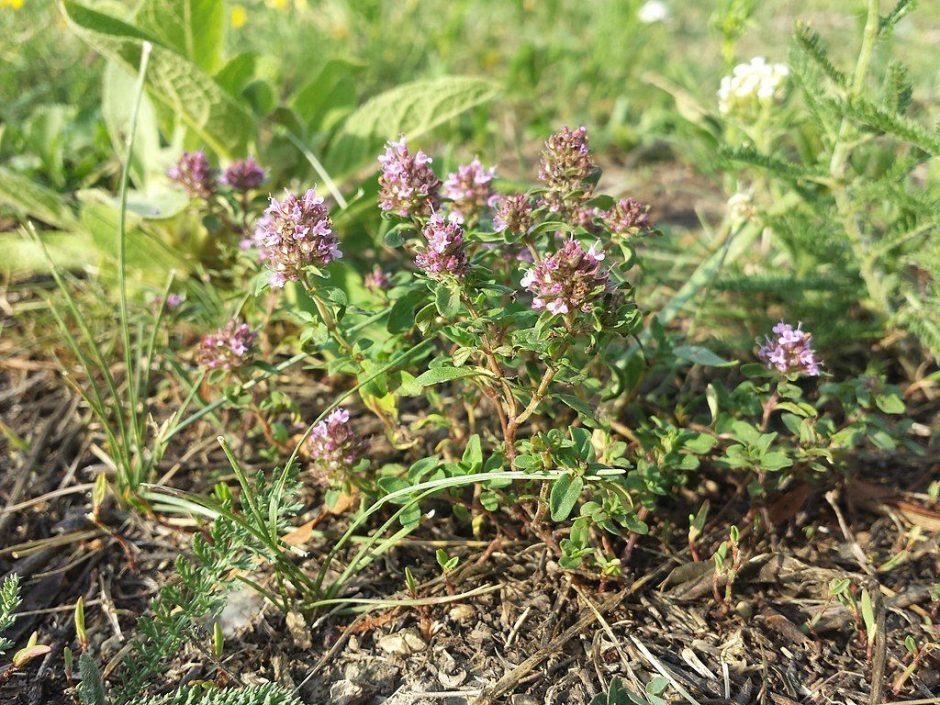 Onde plantar Serpilho (Thymus pulegioides)_2
