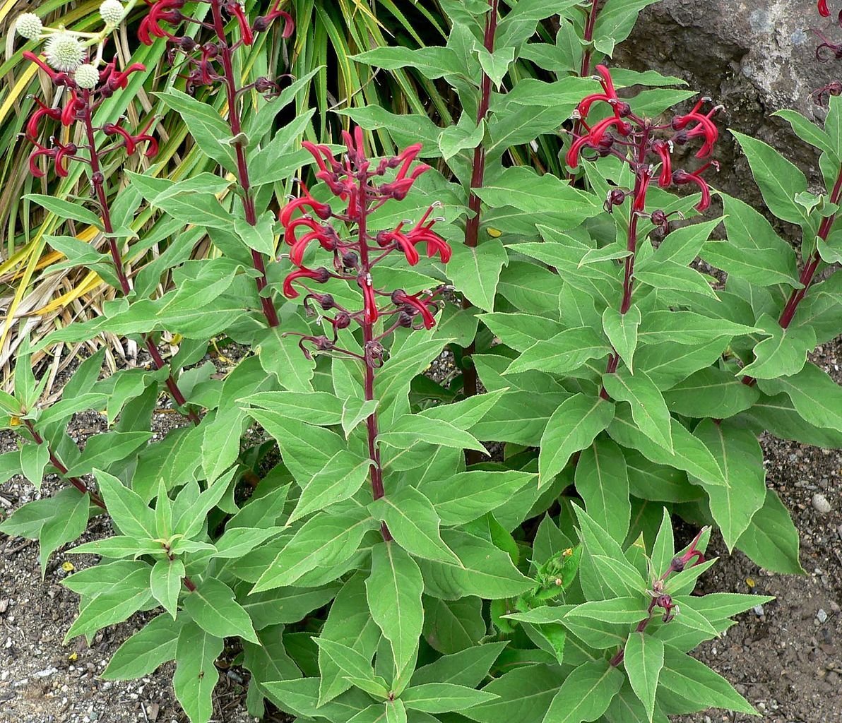 Tabaco do diabo (Lobelia tupa)