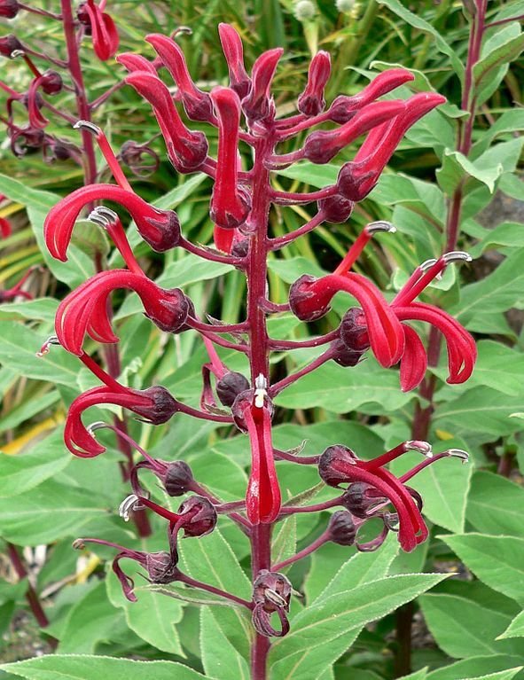 Como plantar Tabaco do diabo (Lobelia tupa)_1