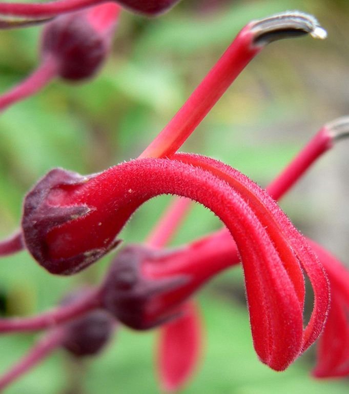 Onde plantar Tabaco do diabo (Lobelia tupa)_2
