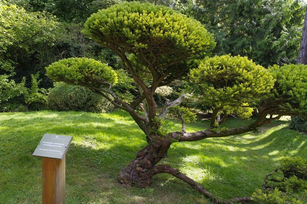 Teixo 'Dovastonii Aurea' (Taxus baccata 'Dovastonii Aurea')