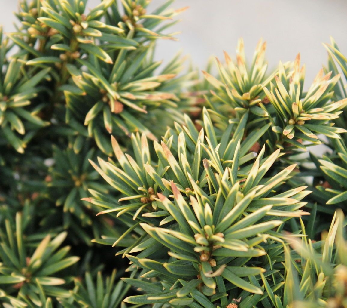 Teixo 'Fastigiata Aureomarginata' (Taxus baccata 'Fastigiata Aureomarginata')