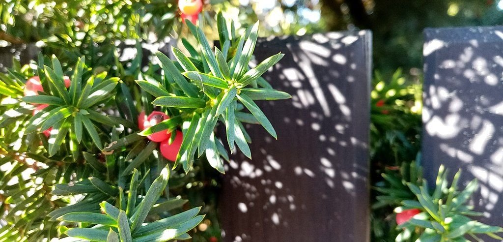 Teixo 'Fastigiata' (Taxus baccata 'Fastigiata')