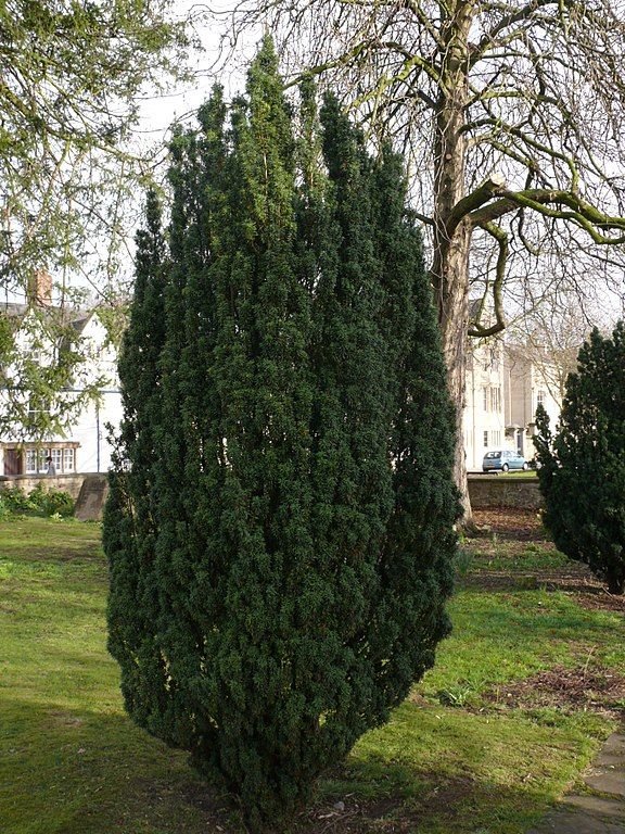 Como plantar Teixo 'Fastigiata' (Taxus baccata 'Fastigiata')_1
