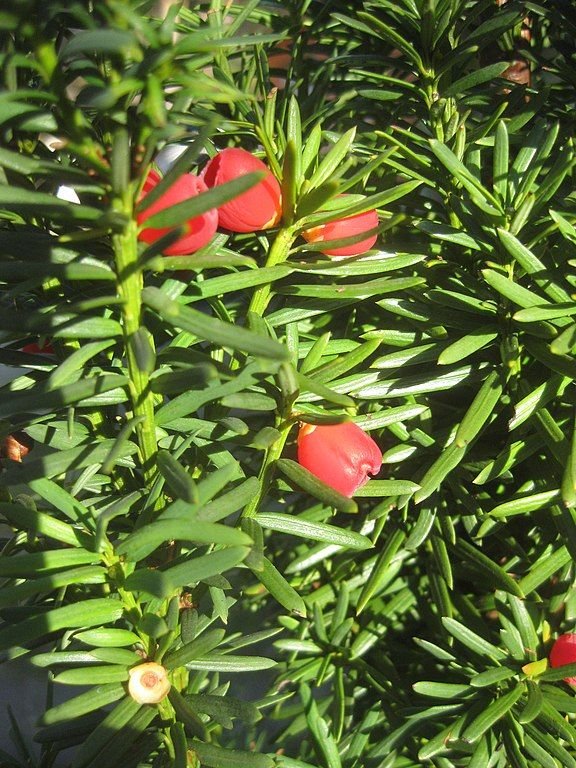 Onde plantar Teixo 'Fastigiata' (Taxus baccata 'Fastigiata')_2