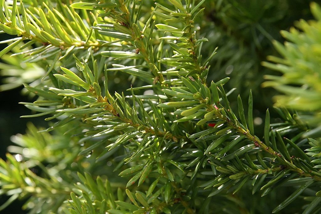 Teixo 'Hicksii' (Taxus × media 'Hicksii')