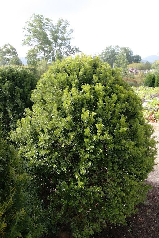 Como plantar Teixo 'Hicksii' (Taxus × media 'Hicksii')_1